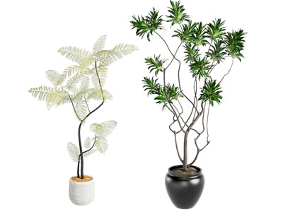 中古植物 盆栽