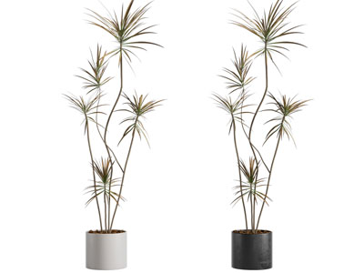 盆栽 现代盆栽 盆景 植物绿植