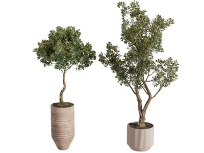 绿植盆栽 室内盆栽
