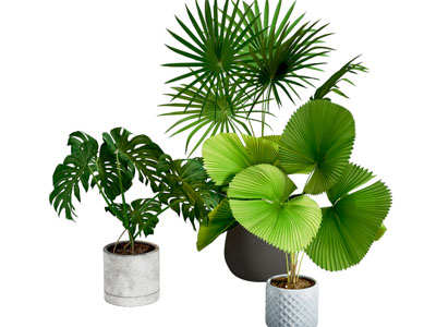 绿植盆栽
