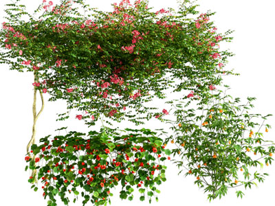 现代藤蔓植物