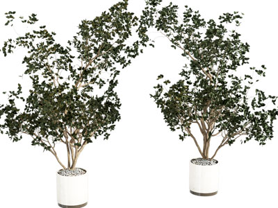 现代植物盆栽