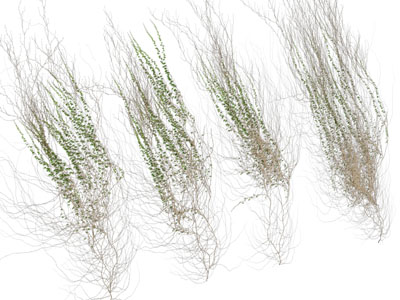 现代藤蔓墙爬山虎