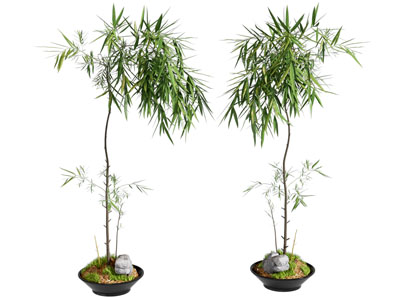 盆栽 现代盆栽