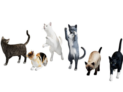 现代猫 家猫 宠物猫 花猫 黑猫 白猫 狸花猫