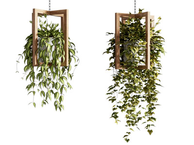 盆栽 现代绿植吊篮盆栽