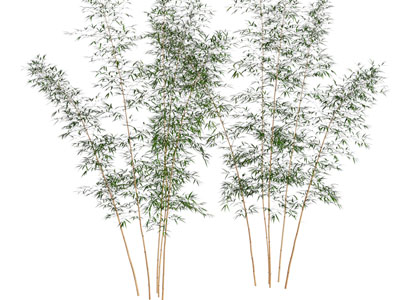 竹子 竹林 紫竹 斑竹 细竹 四季竹 墨竹 园艺