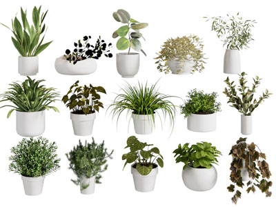 现代绿植盆栽