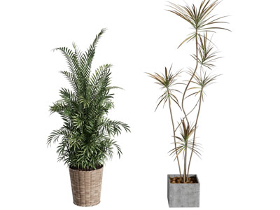 现代盆栽盆景 植物绿植