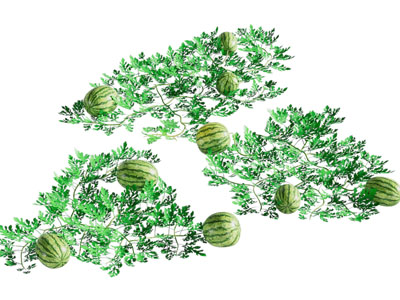 西瓜 西瓜苗 西瓜藤 植物 藤蔓 西瓜地