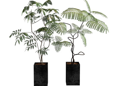 现代中古风 植物