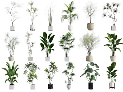 盆栽 植物盆栽 绿植盆栽
