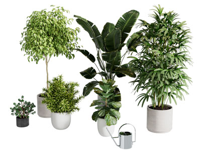 现代盆栽植物