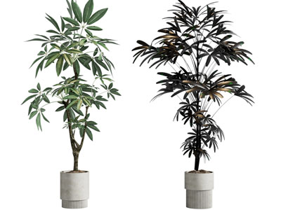 现代花盆盆景盆栽植物