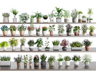 现代植物花卉