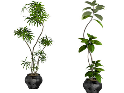 现代花盆盆景盆栽植物