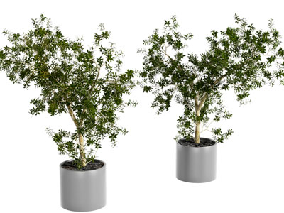 现代植物盆栽