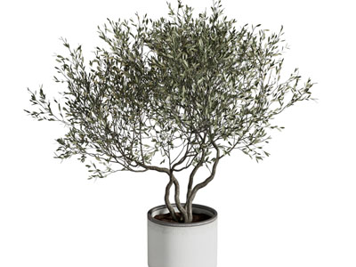 现代植物盆栽