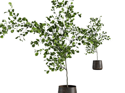 现代绿植盆栽