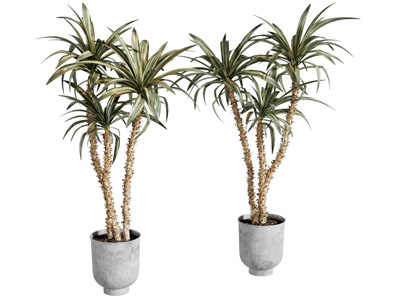 植物盆栽