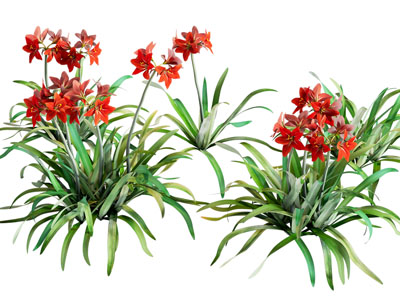 现代植物花草