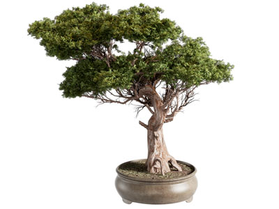 新中式植物盆栽