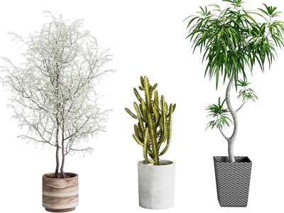 现代绿植盆栽