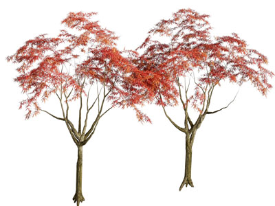 现代景观树