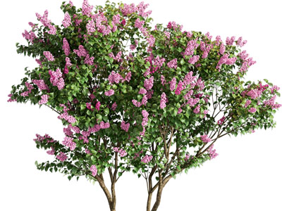 现代花树 丁香树 丁香花 紫薇树 紫荆花