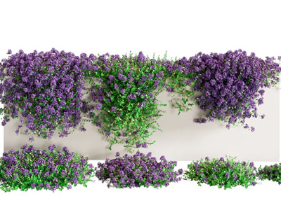 百里香 花卉 植物墙 花草