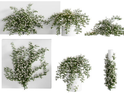 小果蔷薇爬山虎牵牛花藤蔓植物组合 藤本绿植墙植物 蔷