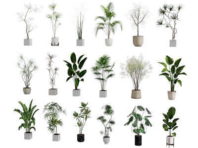 绿植盆栽植物落地