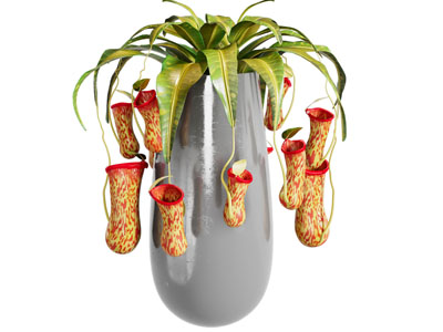 现代室内盆栽植物
