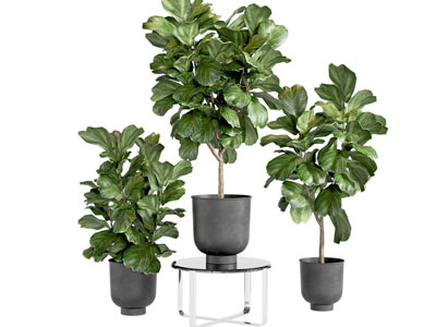 盆栽 现代绿植盆栽组合 落地 室内植物