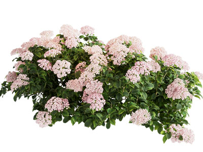 现代绣球花 花草花卉植物