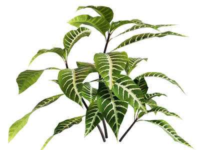 现代植物 银脉爵床属银脉单药花