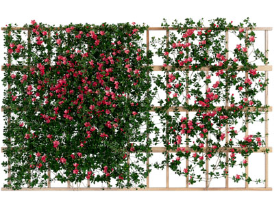 现代绿植红花藤蔓