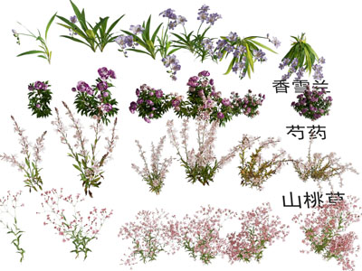 花草花卉