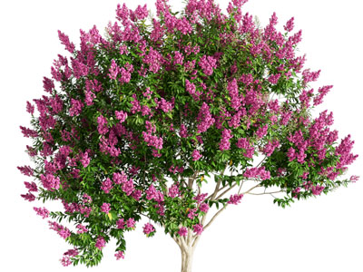现代紫薇花