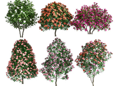 树木 花树