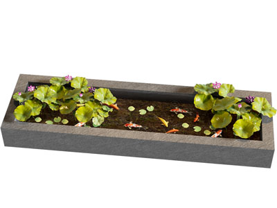 锦鲤池 原生水槽养鱼 荷花池