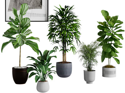 绿植盆载 绿植盆景 落地植物