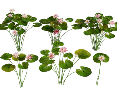 睡莲 花草 植物类