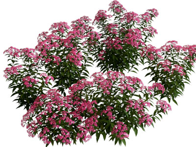 现代花草花卉