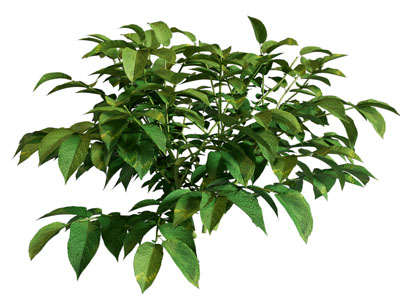 花草植物