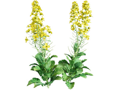 现代油菜花