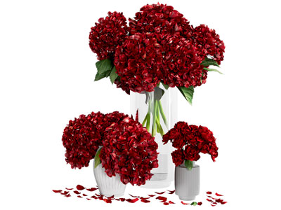 玫瑰花