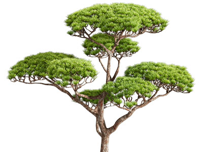 现代松树 景观树木