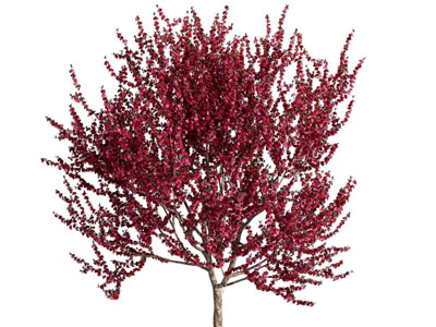 现代花树