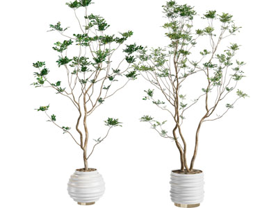 现代花盆盆景盆栽植物